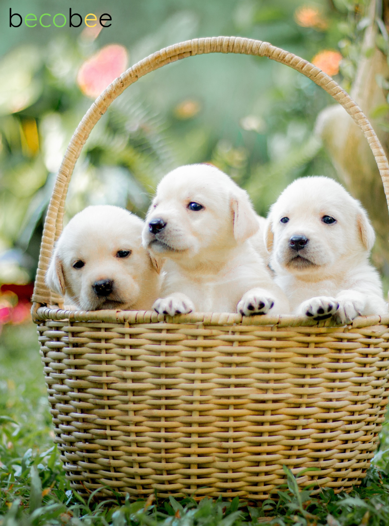 Immagine di cuccioli di cane felici